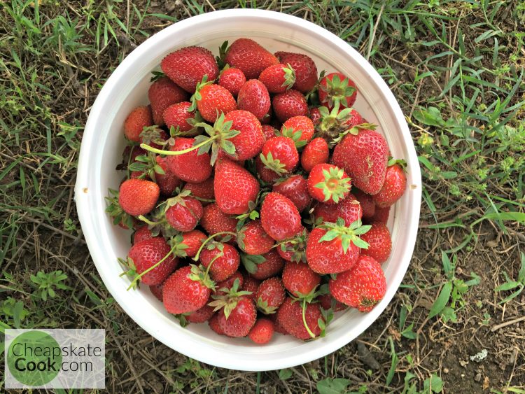 strawberries