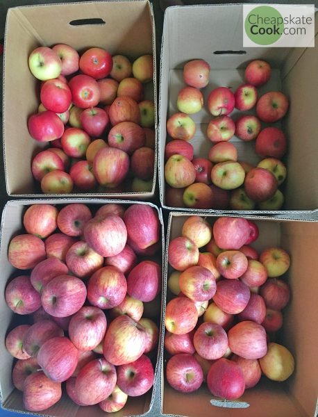 sorting apples