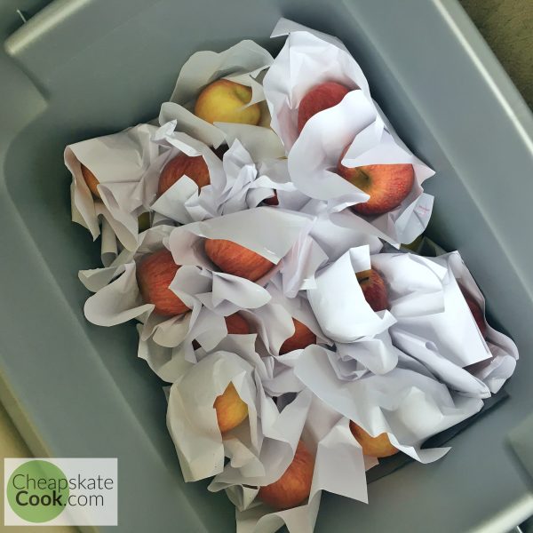 apples wrapped in paper for storage