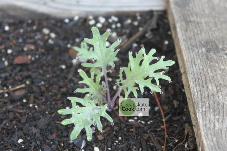Baby kale plant