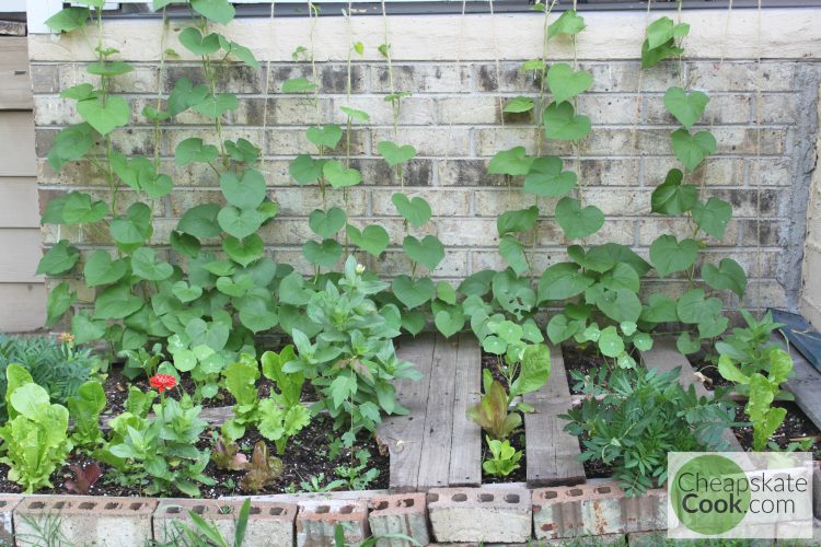 Front view of a pallet garden