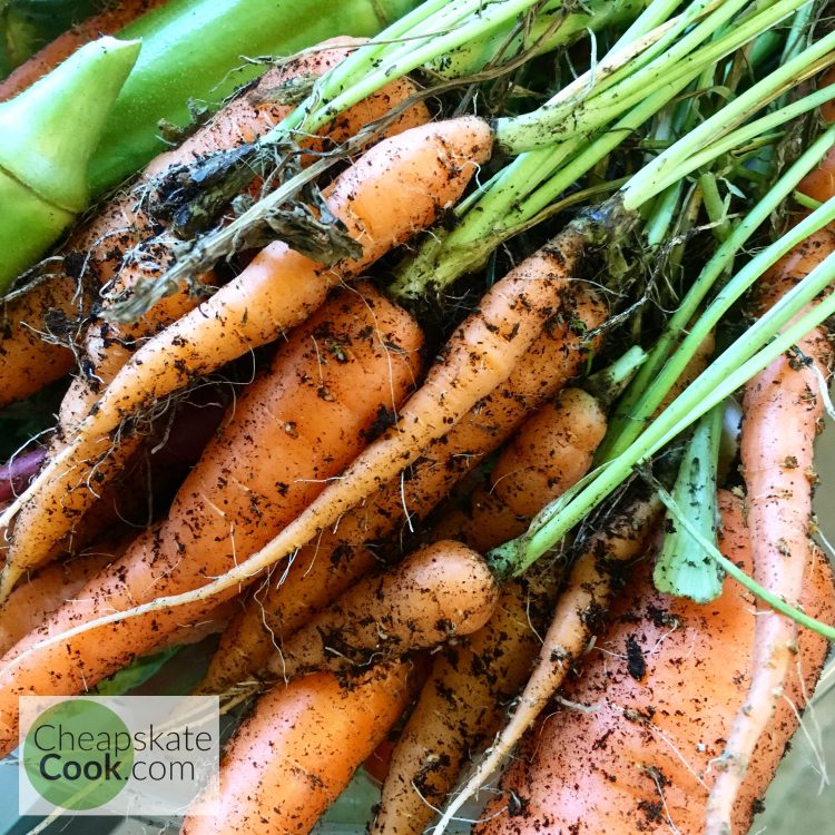 carrots from a square-foot garden