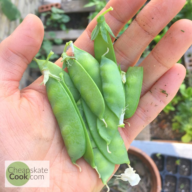 snap peas from a square-foot garden