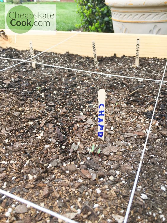 seedlings in a square-foot garden