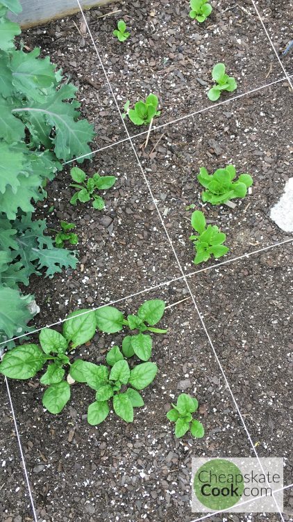 square-foot garden