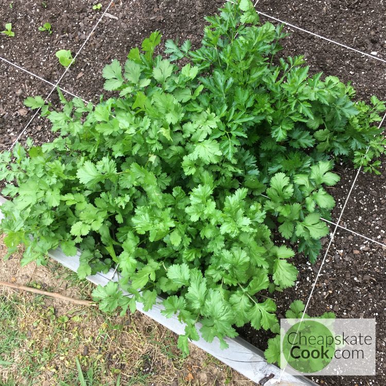 parsley in a square-foot garden
