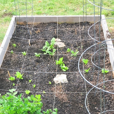 Square-Foot Gardening on a Budget