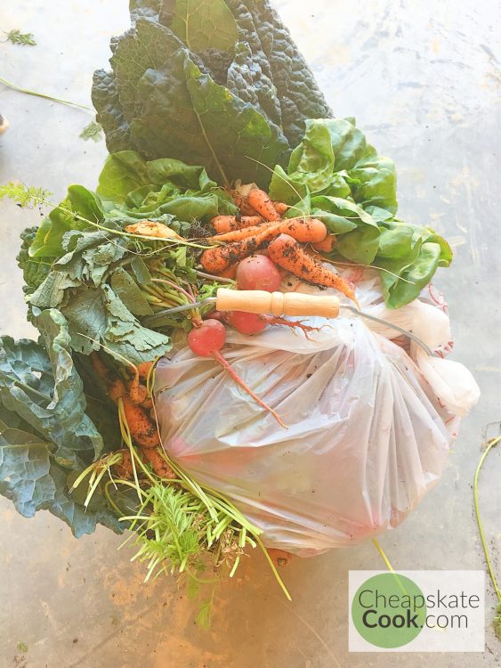 our CSA basket