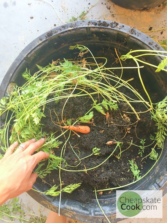 carrots in a barrel