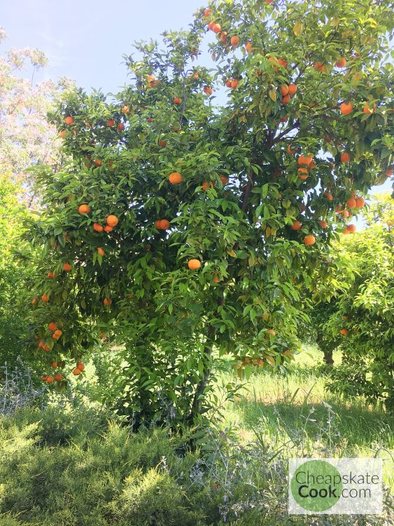 orange tree in greece