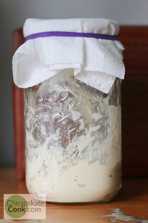 sourdough starter