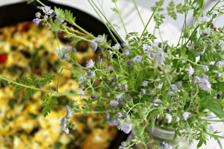 Frittata and flowers