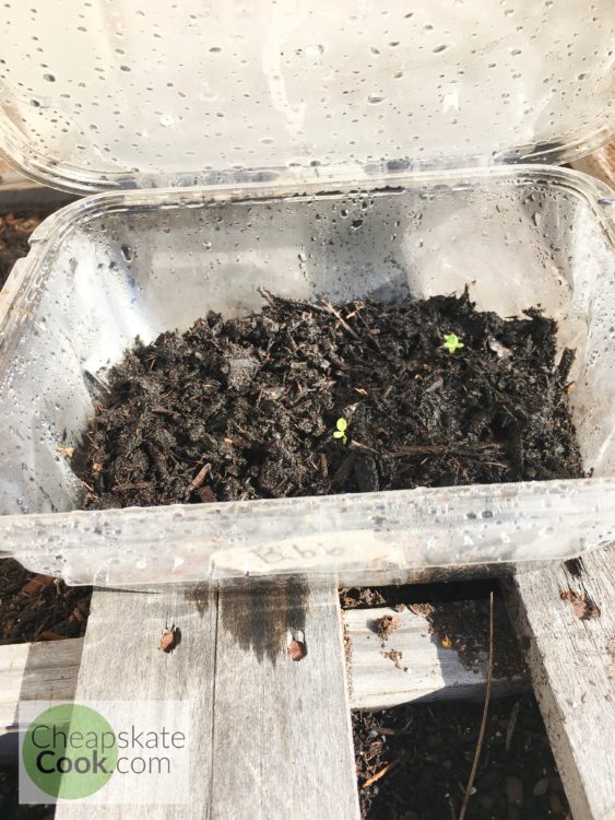 seeds starts in a salad container