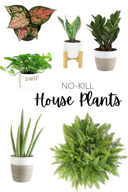 houseplants